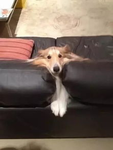 一家有两只宠物狗怎么办