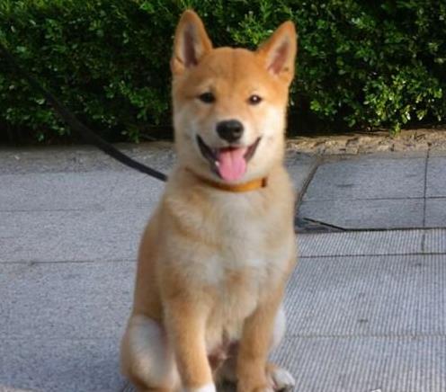 宠物狗柴犬老三怎么养的