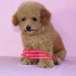 一只泰迪犬多少钱
