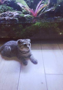 买宠物猫怎么退货