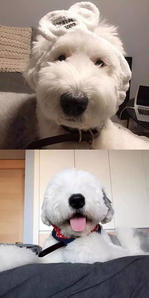 天天拍宠物狗会怎么样吗