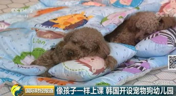 用娃娃做宠物狗怎么做的