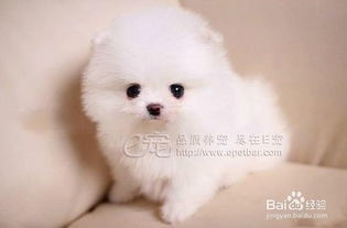 宠物狗鼻子变干怎么回事