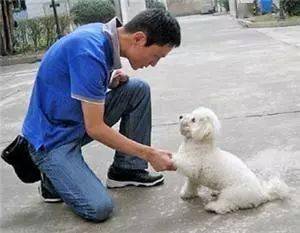 训宠师怎么训宠物狗的