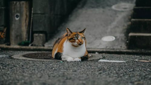 宠物猫怎么分辨品种
