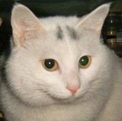 宠物猫毛怎么变白