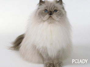 宠物猫怎么训练拉屎