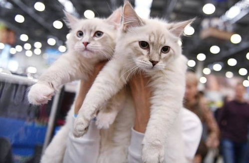 农村宠物猫该怎么养呢