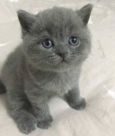 怎么在外地买宠物猫