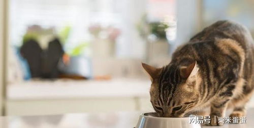 宠物猫不长个吗怎么办呀
