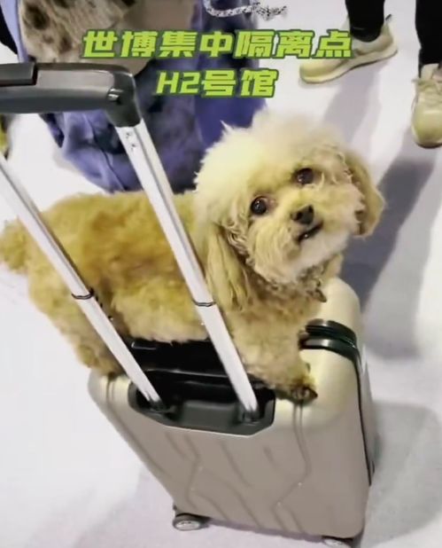 宠物狗进方舱会怎么样吗