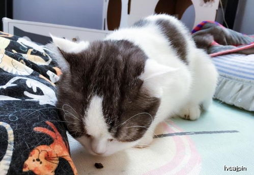 宠物猫怎么除跳蚤