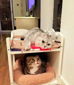 宠物猫气管炎怎么治疗好