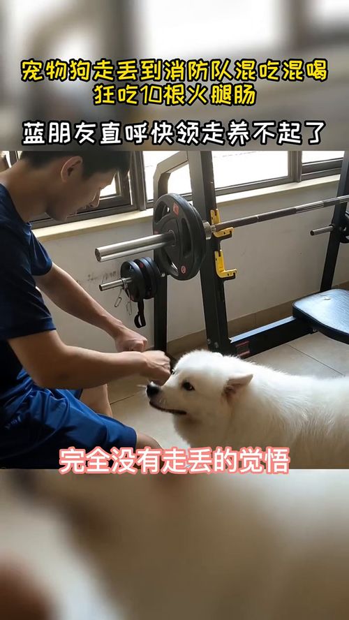 宠物狗进消防队怎么办理