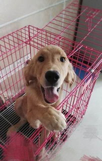 金毛犬疫苗多少钱