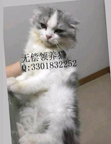 宠物猫怎么领取