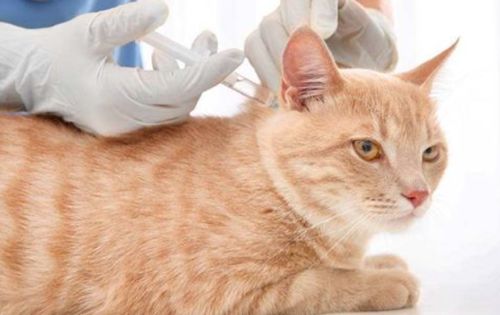 怎么防止宠物猫生病
