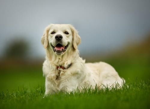 狗狗注射安乐死多少钱