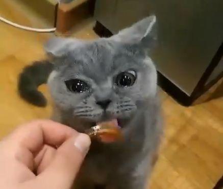 小宠物猫老流眼泪怎么办