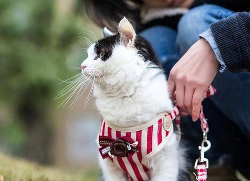 会说话了宠物猫怎么办呢