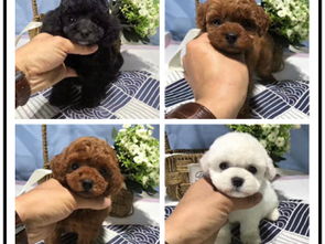 本地宠物狗代卖怎么样啊