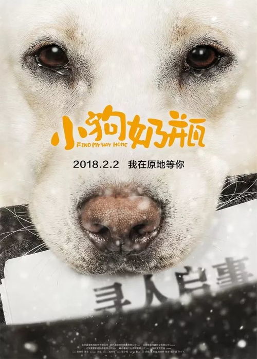 做宠物狗奶瓶怎么做的呢