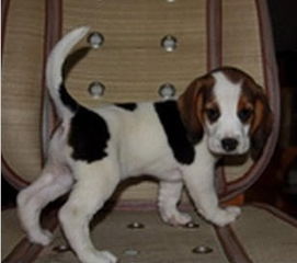 成都比格犬多少钱