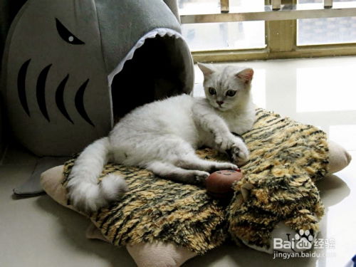 宠物猫怎么寄养的