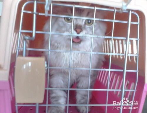 宠物猫怎么寄回家