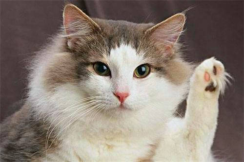 宠物猫收缩绳怎么用