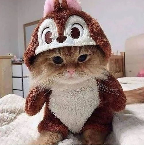 宠物猫固定疫苗怎么打的