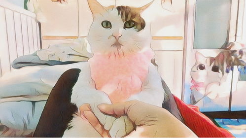 怎么织宠物猫毛衣