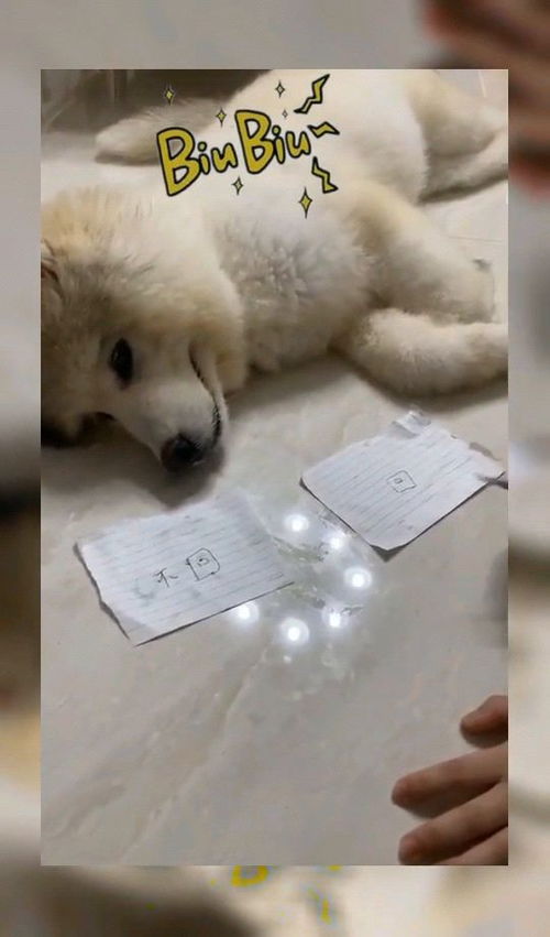 捡到了一条宠物狗怎么办