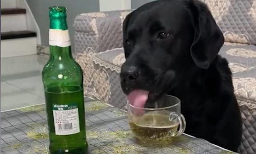 宠物狗喝了酒怎么办啊