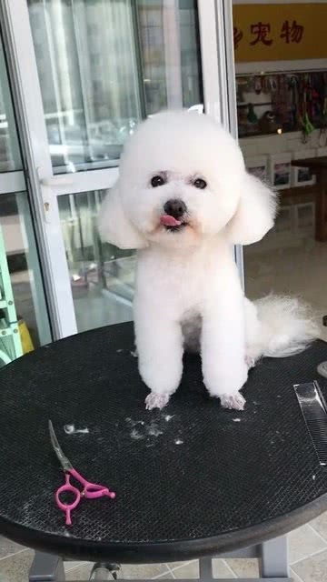 宠物狗怎么笑的开心一点