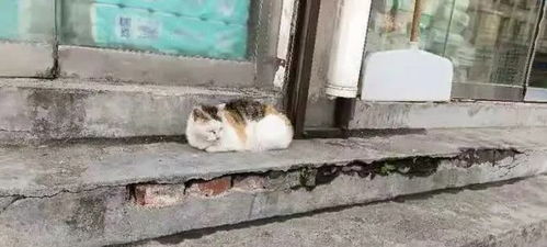 农村怎么找宠物猫店铺