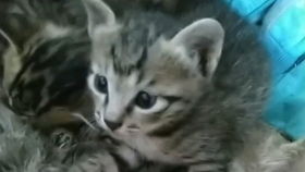 狸花猫打宠物狗怎么办啊