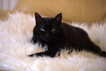 宠物猫照片怎么调色颜色