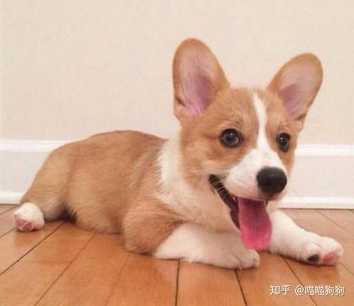 柯基吸宠物狗怎么办啊