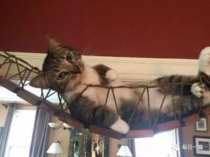 宠物猫窝怎么买