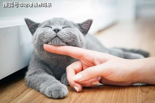怎么让宠物猫跟你对话