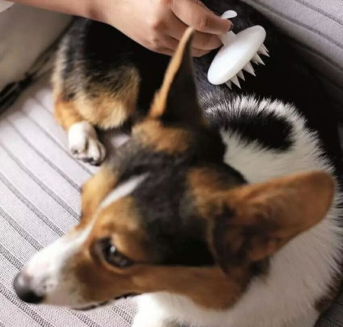 不会掉毛宠物狗怎么办呢