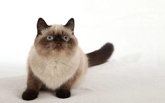 商场超大宠物猫怎么处罚