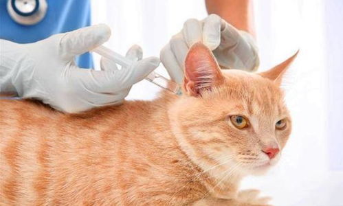 宠物猫怎么养才长的胖呢