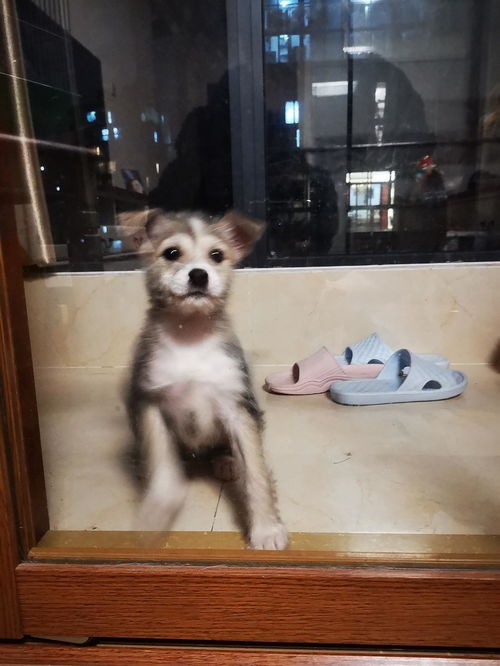 二个月宠物狗怎么养