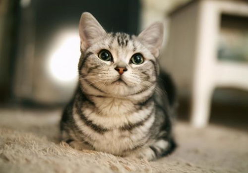 宠物猫额头热怎么回事儿