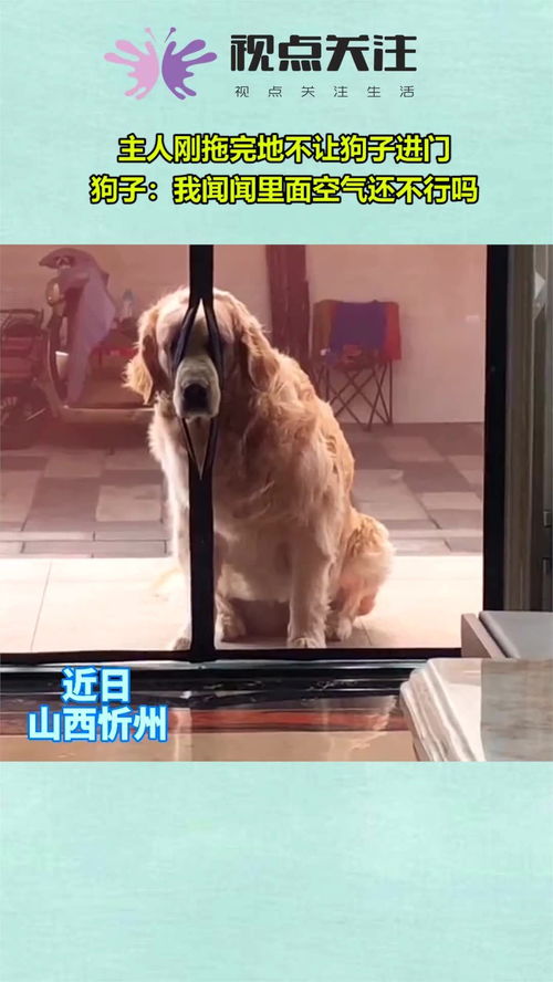 不让宠物狗进家门怎么办