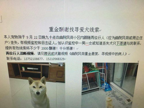 怎么能快速弄到宠物狗呢