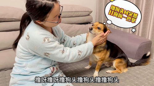 宠物狗打巴掌怎么回事啊