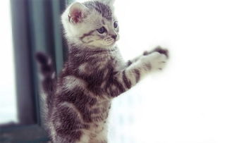 黑色美短猫多少钱